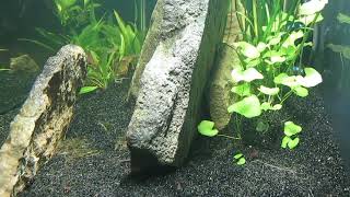 75Gallon CO2Injected Aquascape Update 81824 [upl. by Kosiur]