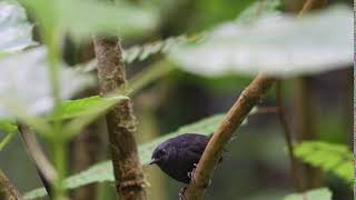 Silveryfronted Tapaculo Scytalopus argentifrons [upl. by Judith]