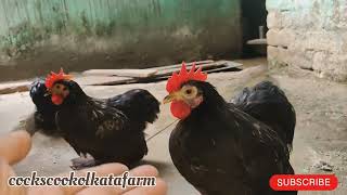 Cochin bantum West Bengal poltryfarm murgi farm business polti murgi farm hen dairyfarm birds [upl. by Redfield]