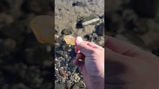 Found my first agate of the day in Yachats Oregon [upl. by Eveneg247]