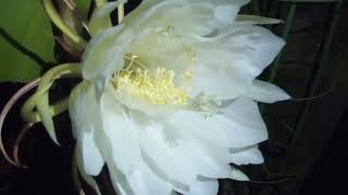 月下美人 Epiphyllum oxypetalum [upl. by Starr]