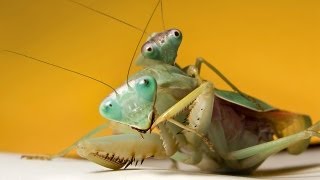 Mantis mating myth or reality [upl. by Hachmin]