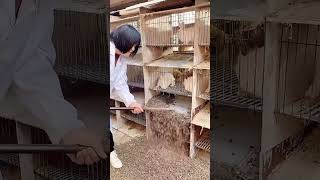 Rabbit cage cleaning process [upl. by Olifoet]