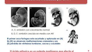 Desarrollo de Mamíferos Parte 3  Genes Hox [upl. by Nnelg]