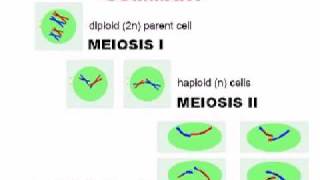 Meiosis  Cell Division [upl. by Depoliti]