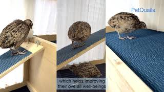 My Mearns Quails can do this all day long  Keeping Mearns as pets quotPart 1quot [upl. by Servais]