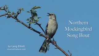 Mockingbird Song Bout [upl. by Enirod]