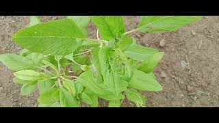 amaranthus breades flower Leafytale [upl. by Fairfax183]