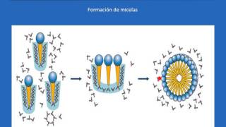 Tema 44 Estructura de la membrana celular UMH1003 201516 [upl. by Pfaff251]