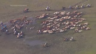 Wild ponies complete annual Chincoteague pony swim [upl. by Norman658]