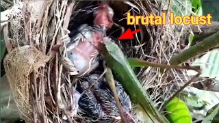 Brutal locusts eat baby birds in nests [upl. by Annai]