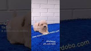 Venta de cachorros caniche miniatura en Veracruz canicheminitoy frenchpoodlelove puppy [upl. by Alihs90]