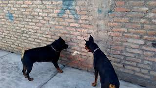 Doberman vs Rottweiler ¿Que perro es mas fuerte [upl. by Cartan]