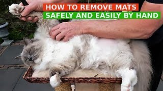 How to Remove Mats from Cats Fur Safely and Easily by Hand Bowie The Ragdoll Cat [upl. by Mureil]