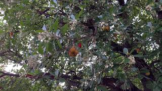 Strawberry tree  branches leaves fruit amp flowers  October 2024 [upl. by Zawde458]