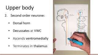 Spinothalamic Pathway  Neuroanatomy and Lesions [upl. by Rosalinda]