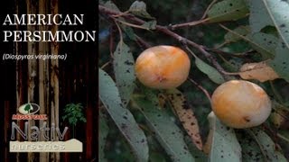 American Perssimon Diospyros virginiana [upl. by Vivi147]