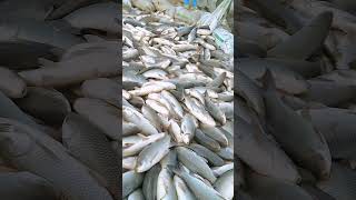 big size Common Carp fish farming [upl. by Ennaesor41]