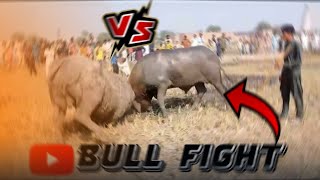 Today new fight 11124 Lahore bull fight club 365 pakistanibull pakistanibullrace farming [upl. by Lemhaj]