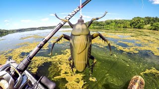 Do Bass Eat Roaches [upl. by Halyk]