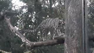 Clouded Leopard  Night Safari Singapore [upl. by Kamal900]