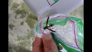 Paper Wasp Polistes exclamans RelocationTransplant [upl. by Zamir]