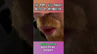 The Poppy Seed Paradox Busted by MythBusters mythbusters shorts mythbusting myth [upl. by Erodisi]