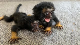 So Cutest Finger Pygmy Marmoset Tamarin Common Marmoset Monkey [upl. by Maurilla198]