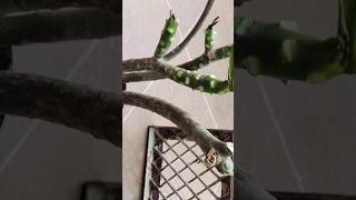 Propagating variegated champa plant shortsviral trending minivlog shorts plants viralshorts [upl. by Jamie]