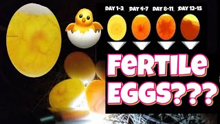 How to check if an egg is fertile and development stages egg candling [upl. by Chatwin]