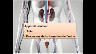 Appareil urinaire Rein processus de la formation de lurine [upl. by Gardas757]