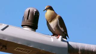 White winged Dove vocalizing [upl. by Kovacs855]