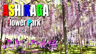 Ashikaga Flower Park Fuji no Hana Monogatari Big Wisteria Festival 2024 あしかがフラワーパーク [upl. by Marcello]