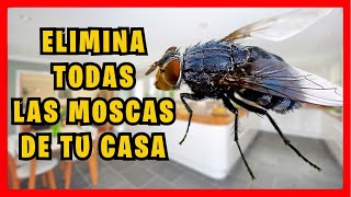 COMO ELIMINAR las MOSCAS de la CASA muy fácil con trampa casera  Gio de la Rosa [upl. by Madson]