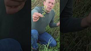 Pellitory of the wall parietaria judaica herbs foraging nativeplants adventure explore ideas [upl. by Gundry]