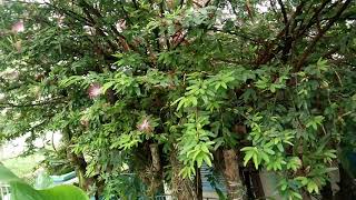 Como cultivar Caliandra rosa Calliandra brevipes [upl. by Trebuh]