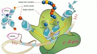 Darmowe Korepetycje z Biologii Genetyka  podstawy molekularne Mitoza i mejoza [upl. by Eentruok880]