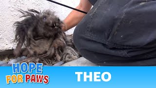 A terrified abandoned dog gets rescued His transformation will warm your heart story [upl. by Yuht]