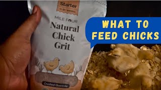 Feeding Live Chickens 🐔 Buff Minorca Chickens  Week 1 With Baby Chick [upl. by Adnofal778]