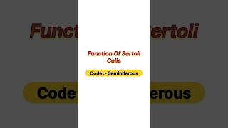 Function of sertoli cells [upl. by Yecam]