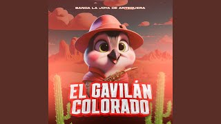 El Gavilán Colorado [upl. by Ailyt]