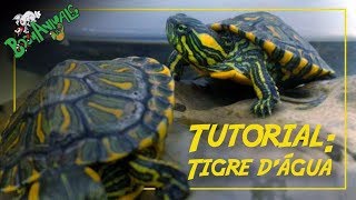 Tutorial Tigre Dágua [upl. by Yrakaz]