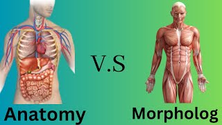 Difference Between Morphology and Anatomy  SubBranches of Biology  Lecture Capture  6 [upl. by Haropizt59]