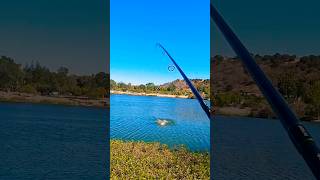 Almaden lake bass fishing in Sanjose ca bassfishing fishing trendingshorts [upl. by Eiten867]