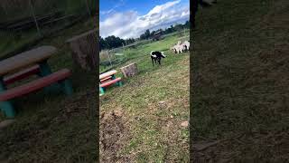 Fainting goats vs food 🤣goat myotonic faintinggoat goatfarm myotonicgoat funnyfarm farmlife [upl. by Inahs]