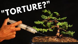 The Biology Behind Bonsai Trees [upl. by Ilyse]