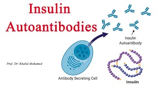 Insulin Autoantibodies [upl. by Rufina]