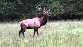 Bull Elk Bugle Cataloochee Smoky Mountains National Park [upl. by Stern]