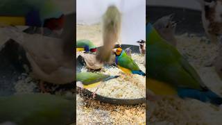 Gouldian finch colony foryou birds birdslover [upl. by Sivi899]