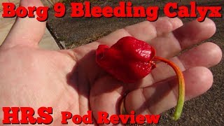 ⟹ Bleeding Borg 9 Pepper  Capsicum chinense  Pod Review [upl. by Ailhat]